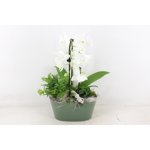 arr2 PL - Ker. ovaal glazed green Phal.