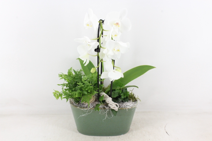 <h4>arr2 PL - Ker. ovaal glazed green Phal.</h4>