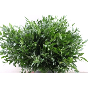 Ruscus Short 300gram P Bunch