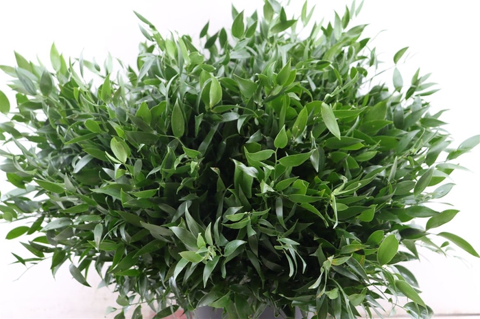 <h4>Ruscus Short 300gram P Bunch</h4>