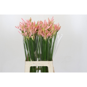 Nerine Vesta K