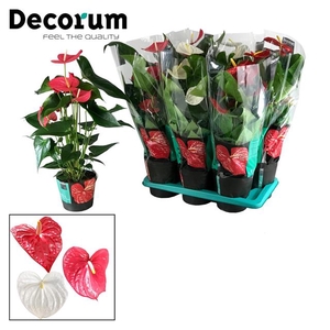 ANTHU GEMENGD 17CM ROOD-WIT-ROZE