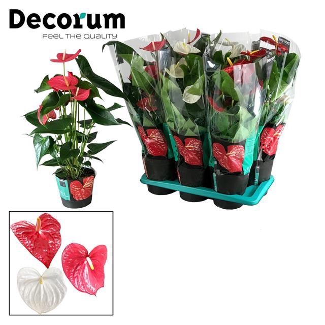ANTHU GEMENGD 17CM ROOD-WIT-ROZE