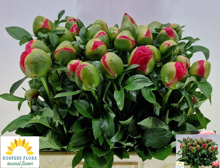 <h4>PAEO CORAL SUNSET</h4>