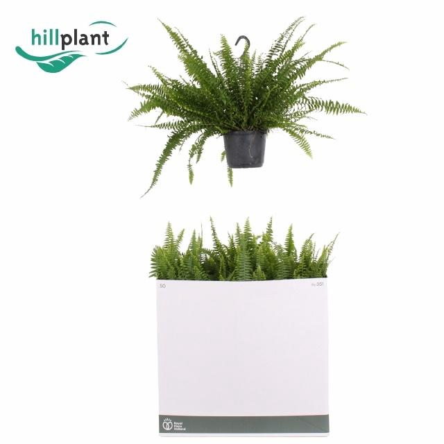 <h4>NEPHR EX GREEN LADY</h4>