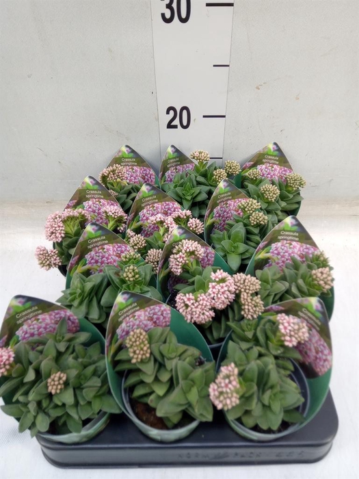 <h4>Crassula   ...</h4>