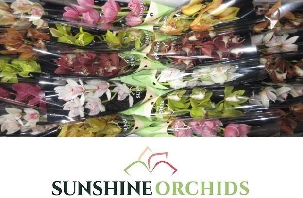 <h4>CYMB MI GEM</h4>