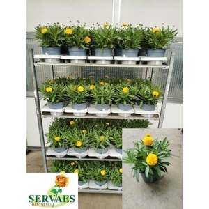 Coreopsis Solena