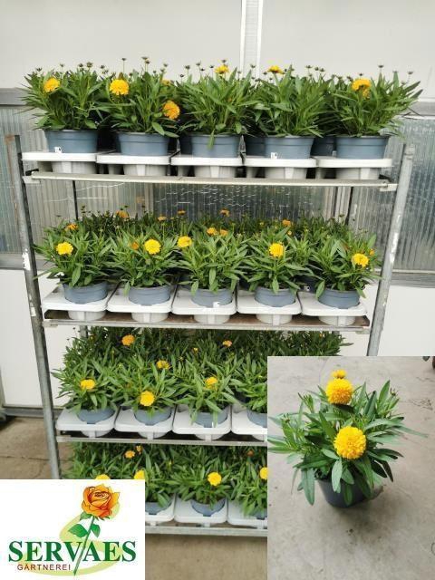 <h4>Coreopsis Solena</h4>