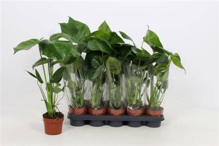 Monstera Ov