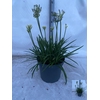 Agapa Gem In Pot White Blue