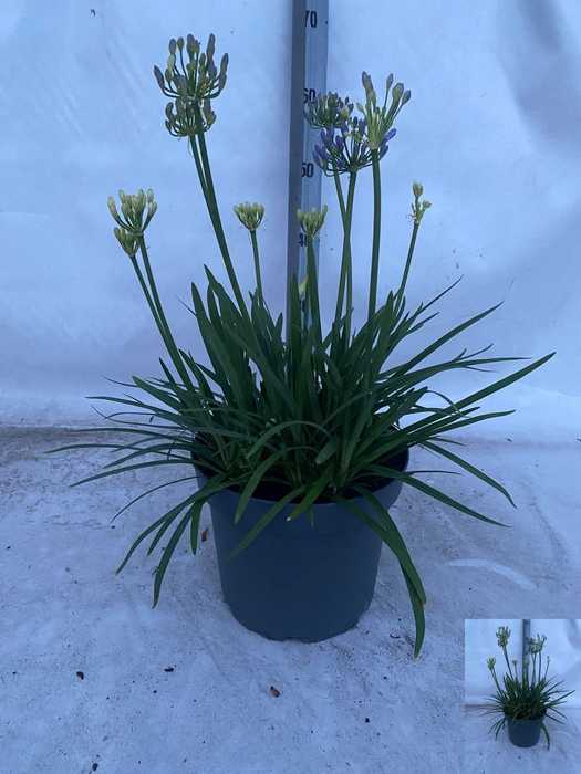 Agapa Gem In Pot White Blue