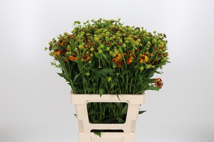 <h4>Helen Autumn Flirt</h4>