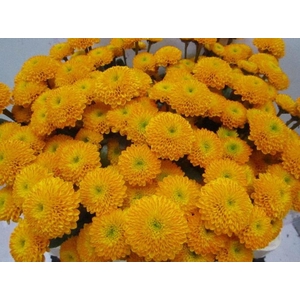 Chr San Aurinko Oranje