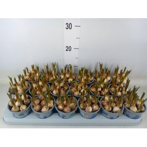 Muscari  'Magic Blue'