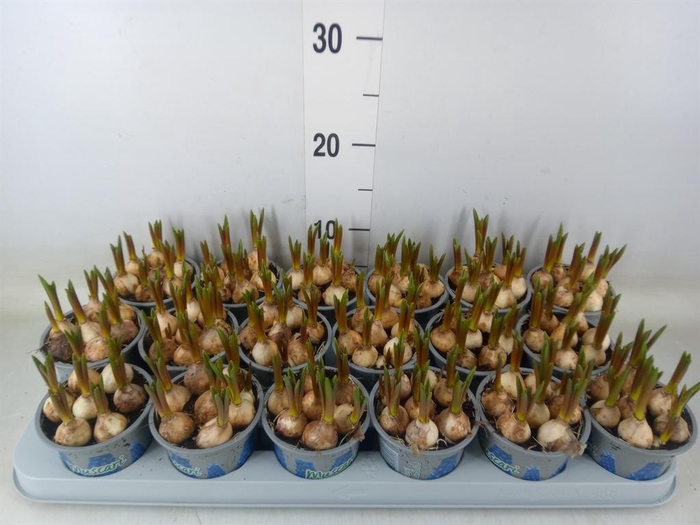 <h4>Muscari 'Magic Blue'</h4>