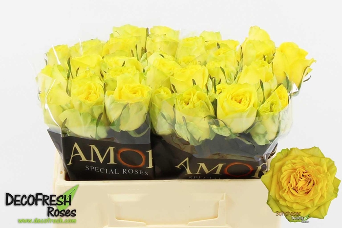 <h4>R Gr Sunchaser</h4>