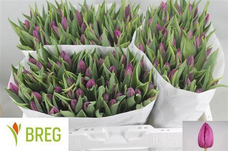 <h4>Tu En Purple Prince</h4>