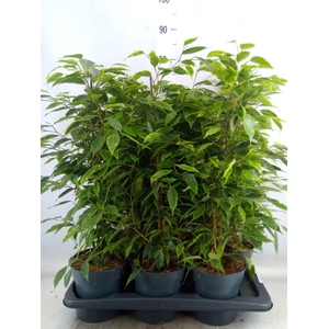 Ficus benja. 'Anastasia'