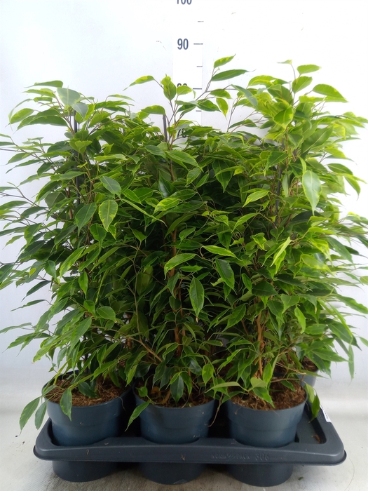 <h4>Ficus benja. 'Anastasia'</h4>
