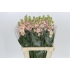 Matthiola Iron Apricot