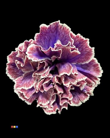 <h4>Dianthus St Passion</h4>