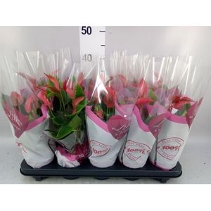 Anthurium  'Banderola Roja'