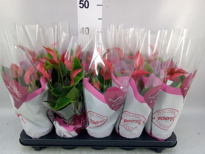 <h4>Anthurium  'Banderola Roja'</h4>