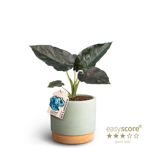 ALOCASIA HYBRID p12 Black WB Green