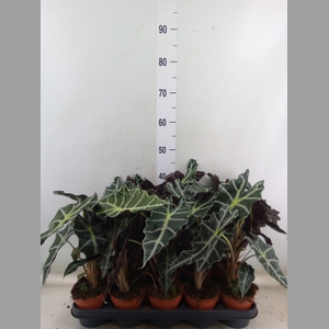 Alocasia amazonica 'Polly'