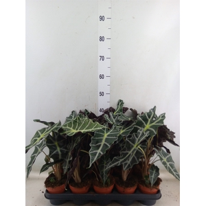 Alocasia amazonica 'Polly'