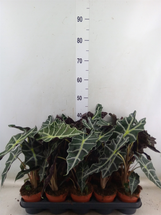<h4>Alocasia amazonica 'Polly'</h4>