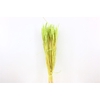 Dried Triticum Bleached Mint Green Bunch