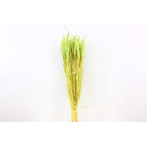 Dried Triticum Bleached Mint Green Bunch