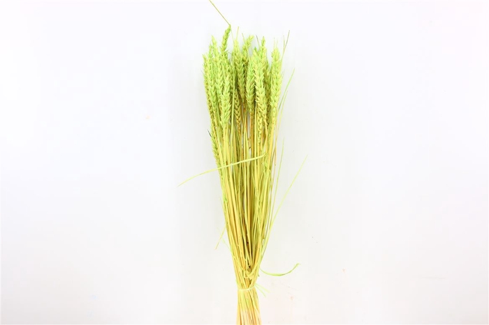 Dried Triticum Bleached Mint Green Bunch