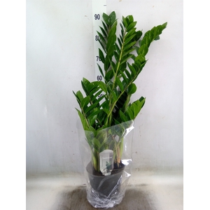 Zamioculcas zamiifolia