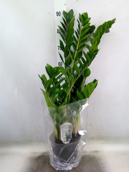 <h4>Zamioculcas zamiifolia</h4>