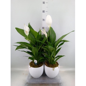 Spathiphyllum  'Bingo Cupido'