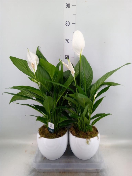 <h4>Spathiphyllum  'Bingo Cupido'</h4>