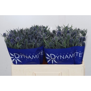 Eryngium Blue Dynamite