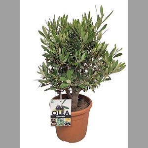 OLEA EUROPAEA
