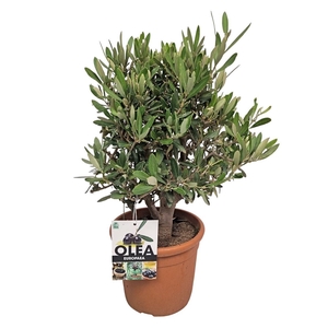 OLEA EUROPAEA