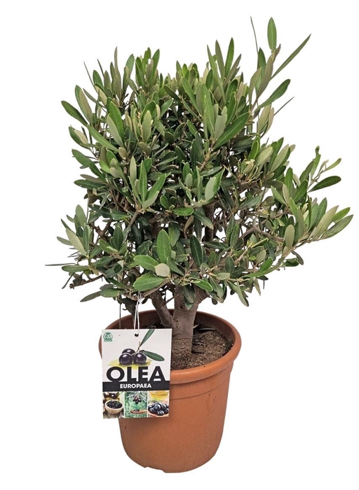 <h4>OLEA EUROPAEA</h4>