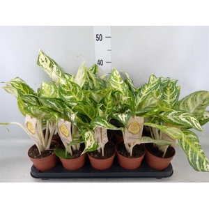 Aglaonema   ...