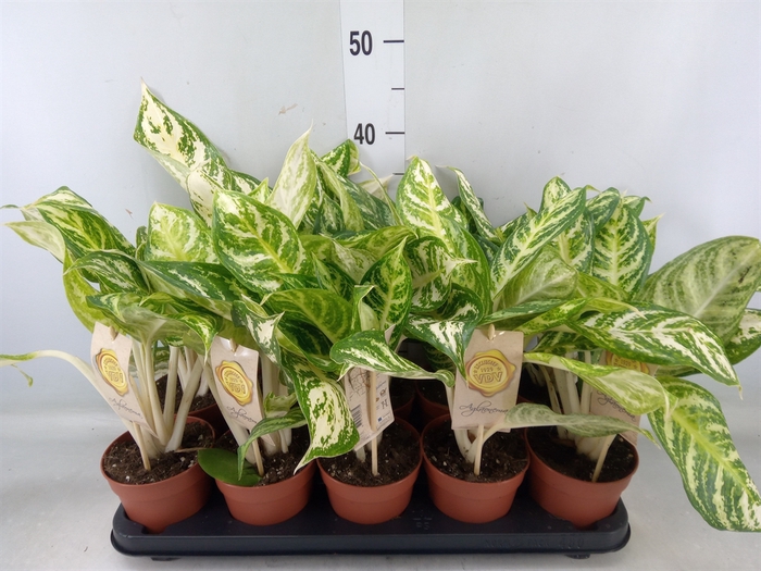 <h4>Aglaonema   ...</h4>