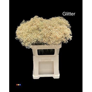 Gyps Million Star Apricot + Glit Bio