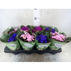 Saintpaulia   ...mix