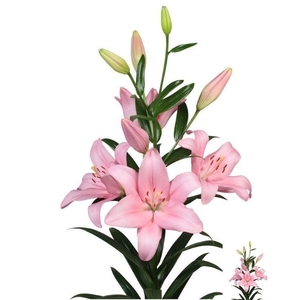 LI LA PACIANO