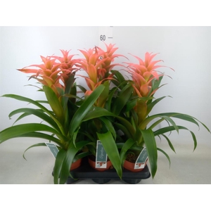 Guzmania  'Melissa'