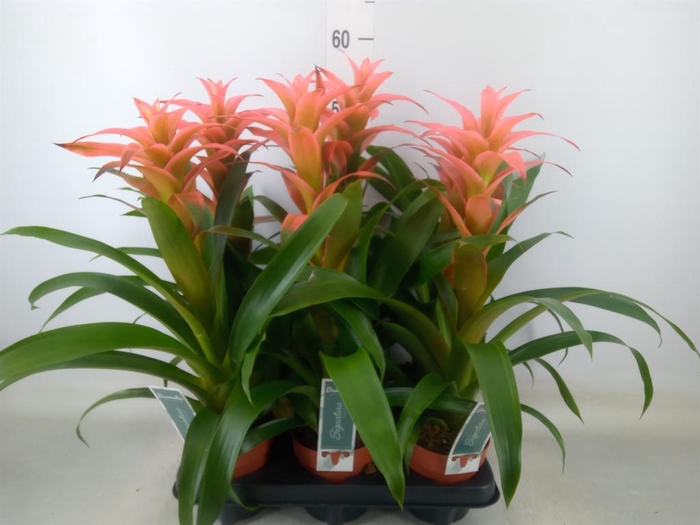 <h4>Guzmania  'Melissa'</h4>